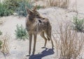 coyote stalk on roadside in desert area Royalty Free Stock Photo