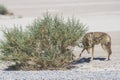 coyote stalk on roadside in desert area Royalty Free Stock Photo