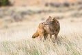 Coyote standing broadside in the Oklahoman plains