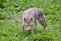 A lone coyote (Canis latrans) standing in a grassy field in springtime in Canada