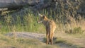 Coyote standing in the lamar valley of yellowstone