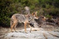 Coyote standing on a large granite boulder with one paw in the a