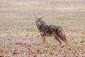 A Coyote Standing in a Prairie Royalty Free Stock Photo