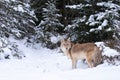 Coyote standing in seep snow with conifers in winter Royalty Free Stock Photo