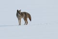 Coyote standing on the snow