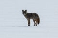 Coyote standing on the snow