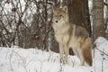 Coyote standing in snow with deciduous trees in background Royalty Free Stock Photo