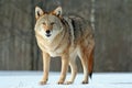 Coyote standing in a snowy field