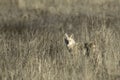 Coyote stands in the dry grass field Royalty Free Stock Photo