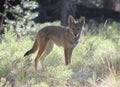 Wild Coyote Stare Royalty Free Stock Photo