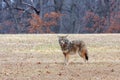 A Coyote Stares into the Camera Royalty Free Stock Photo