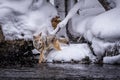 Coyote steps in freezing water during snow storm while hunting f