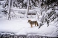 Coyote stops and focuses on possible prey in Yellowstone..psd Royalty Free Stock Photo