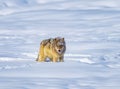 Coyote stops to rest after running through deep snow