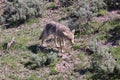 Coyote striding confidently through the lush green grass