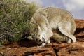 Coyote in Submissive Stance Royalty Free Stock Photo