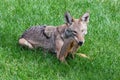 Coyote on suburban lawn with squirrel Royalty Free Stock Photo