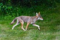 Coyote passes along the shadows in suburbia Royalty Free Stock Photo
