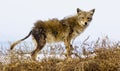 Coyote suffers from mange, nature can seem cruel Royalty Free Stock Photo