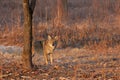 Coyote Sunrise Staredown