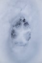 Coyote Track in the Snow