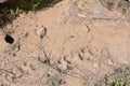 Coyote Tracks in Dirt on Arizona Hiking Trail