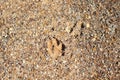 Coyote Tracks in Dirt