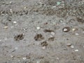 Coyote tracks follow a nearby rabbit trail telling the story of a daily harrowing tale in the forests of north Idaho