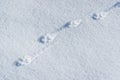 Coyote Tracks in the Snow