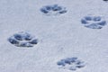 Coyote Tracks in Snow 704109