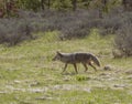 Coyote Trotting