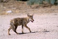 Coyote walks through the desert.
