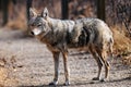 Coyote in Urban Sanctuary, Calgary, Alberta