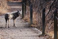 Coyote in Urban Sanctuary, Calgary, Alberta