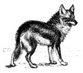 Coyote, vintage illustration