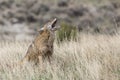 Coyote vocalizing on prairie Royalty Free Stock Photo