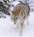 Coyote walking forward