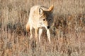 Coyote walking in grass