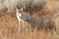 Coyote walking in grass