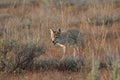 Coyote walking in grass