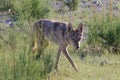 Coyote walking in green grass, looking into the camera at Preserve Henderson, Nevada Royalty Free Stock Photo