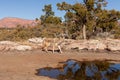 Coyote walking past shallow pool in southwest desert