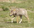 Coyote walking in prairie dog town