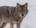 Coyote walking in the snow