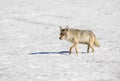 Coyote walking in snow, nursing mother