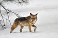 Coyote walking in snow, Yosemite National Park