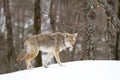 A lone coyote (Canis latrans) isolated on white background walking and hunting in the winter snow in Canada