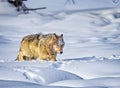 Coyote walks through deep snow in Yellowstone Royalty Free Stock Photo