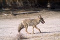 Coyote walks through the desert, side view