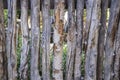 Coyote or wicked stick fencing around a garden - close-up of rough tree sticks used as fencing in USA Southwest landscaping